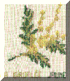 herbier6.gif (51932 bytes)
